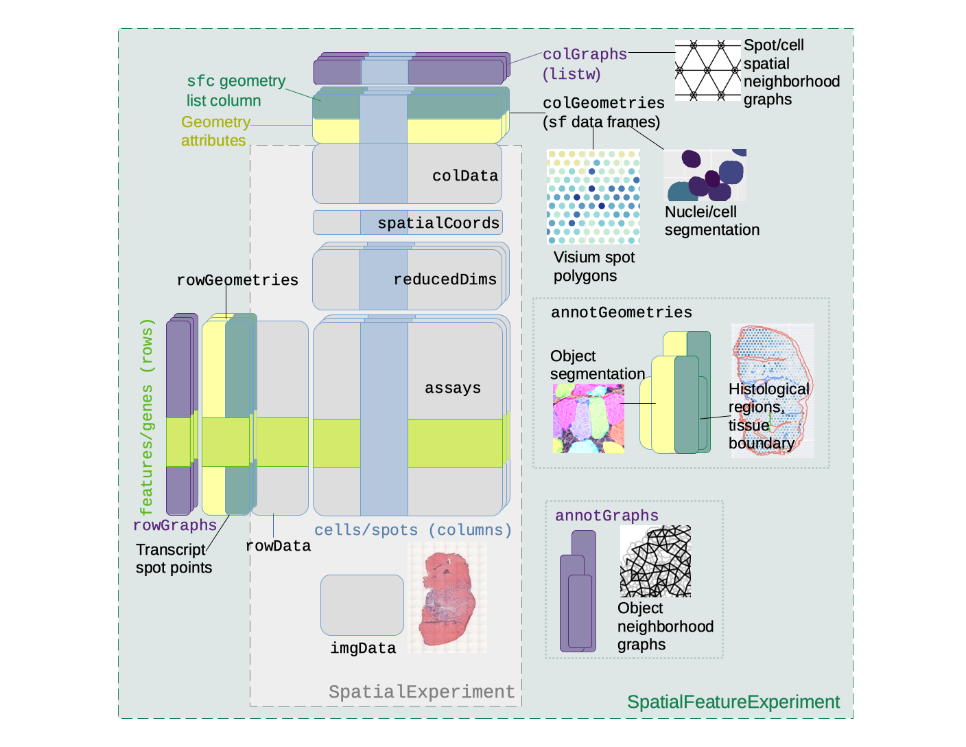 SpatialFeatureExperiment expands on SpatialExperiment by adding column, row, and annotation geometries and spatial graphs. This is explained in detail in the following paragraphs.