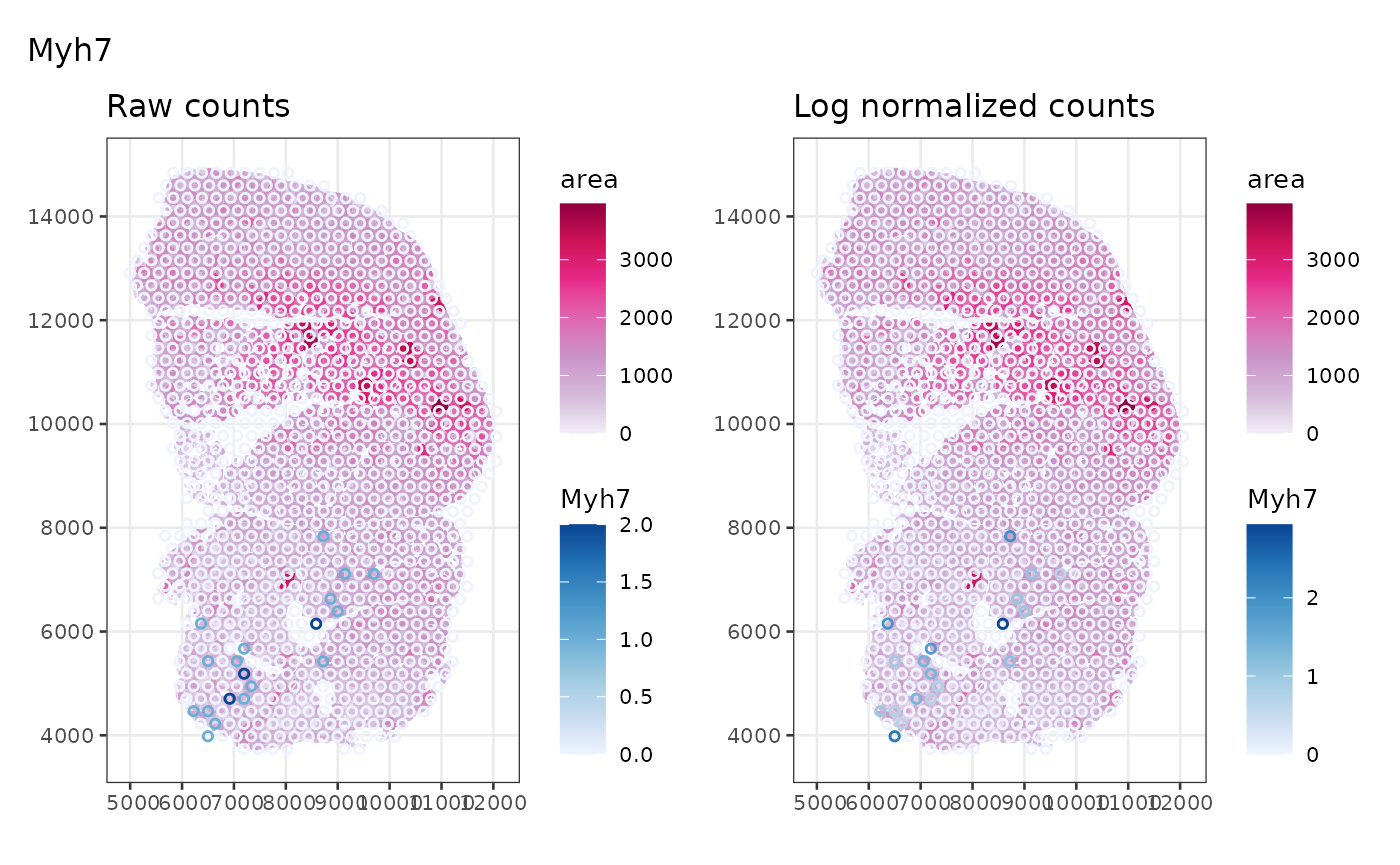 Raw and log normalized counts of Myh7, marker gene of type I myofiber, plotted side by side on Visium spots in space, with myofiber polygons colored by myofiber cross section area plotted in the background. Visium spots expressing Myh7 concentrate in the lower left part of the tissue where the myofibers tend to be smaller.