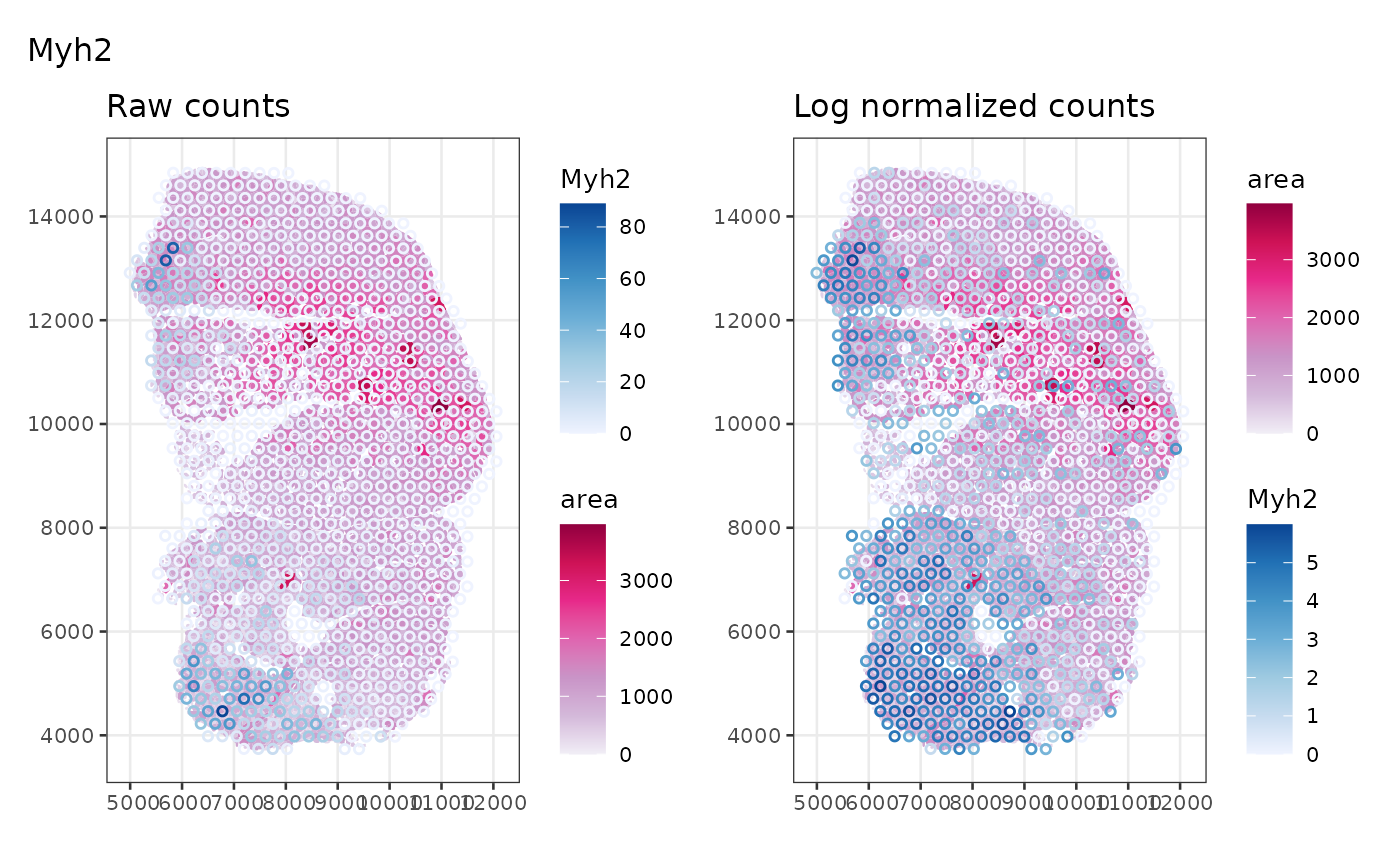 Raw and log normalized counts of Myh2, marker gene of type IIa myofiber, plotted side by side on Visium spots in space, with myofiber polygons colored by myofiber cross section area plotted in the background. Visium spots expressing Myh2 concentrate in the lower left and upper left parts of the tissue where the myofibers tend to be smaller. Log normalized counts show a wider region with higher expression.