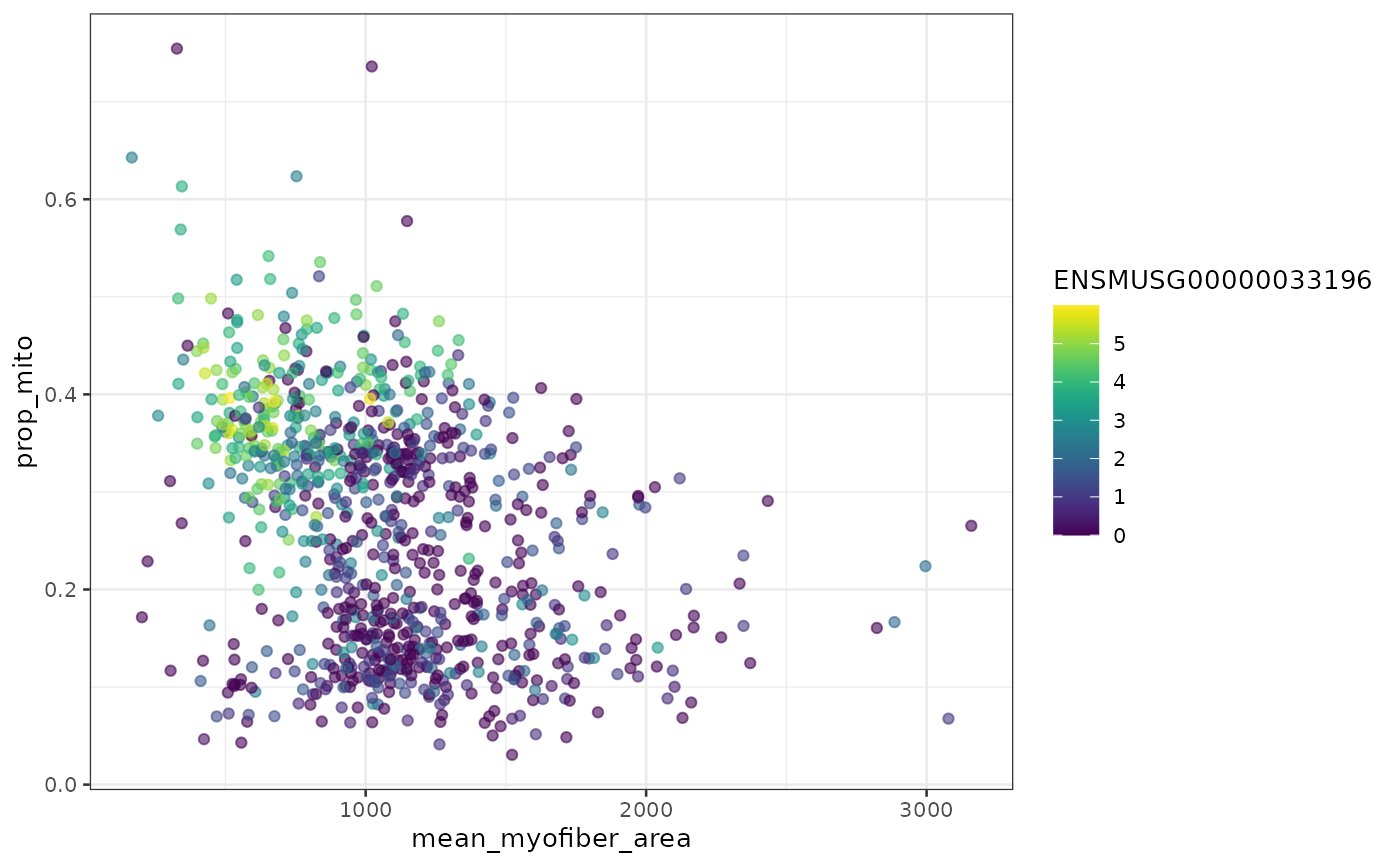Scatter plot of mean area of myofibers intersecting each Visium spot in the x axis and proportion of mitochondrially encoded counts per spot in the y axis, with points colored by expression of Myh2.