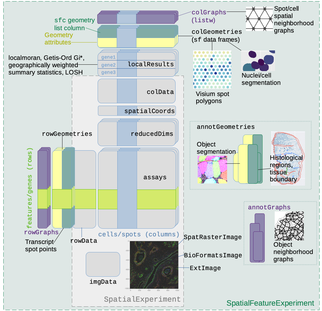 SpatialFeatureExperiment expands on SpatialExperiment by adding column, row, and annotation geometries and spatial graphs. This is explained in detail in the following paragraphs.