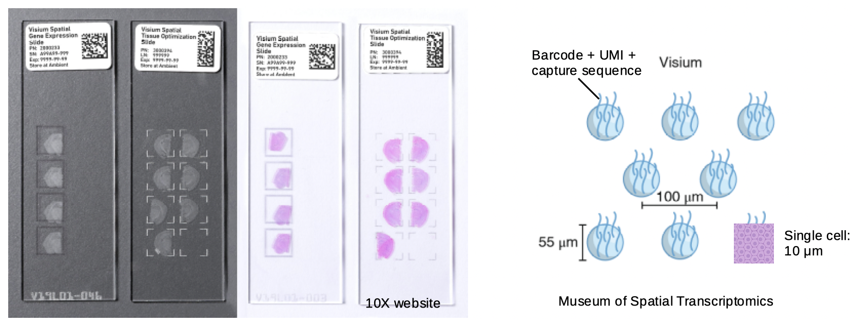 Intro to Visium, described in the previous paragraph