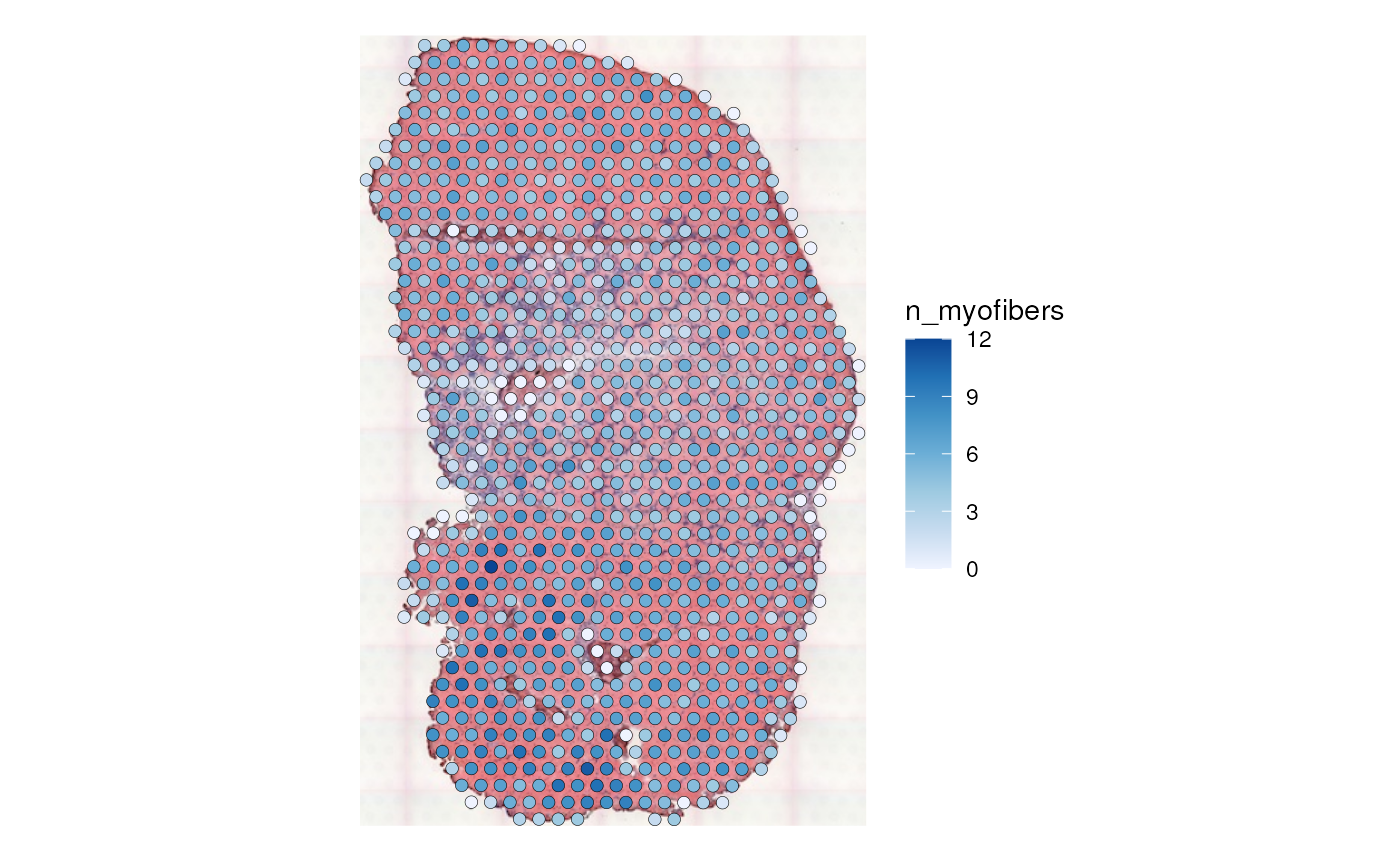 Plot of Visium spots in tissue in physical space, colored by number of myofibers intersecting each spot.